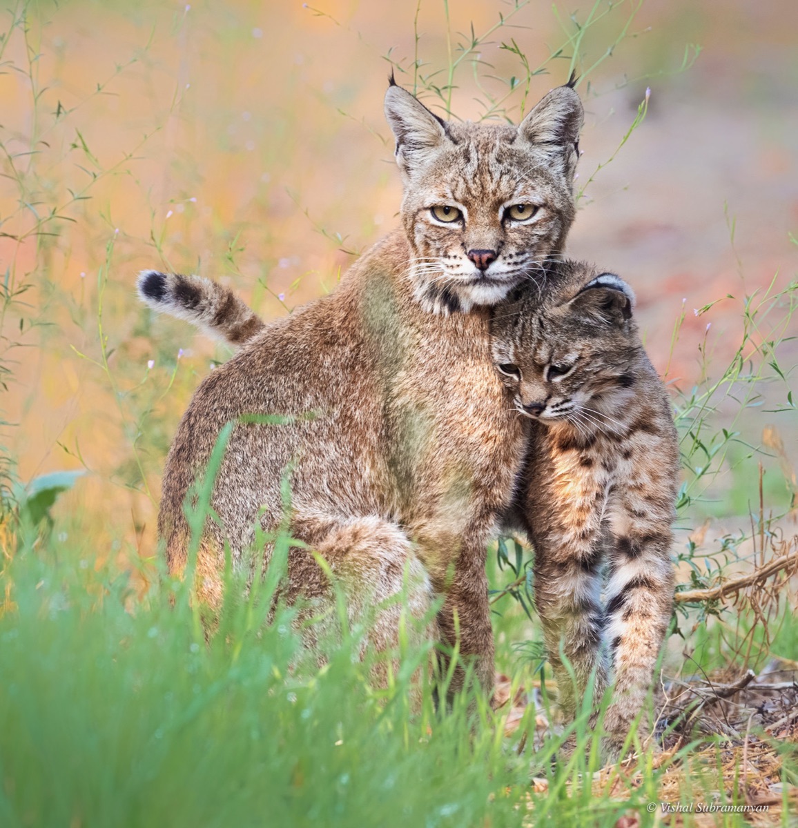 A mother bobcat rests with one of her kittens